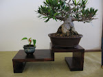 Bonsai Plant Stand