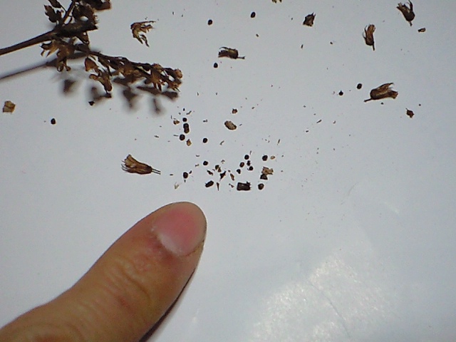 Organic Diary しその種収穫