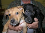 Spotted on the new Web site: 6 pups to die on 12/26/07