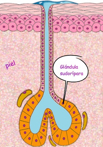 glándula sudorípara