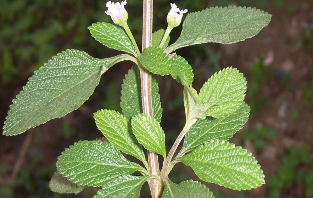 Las Plantas y La Salud: Pronto Alivio Las Plantas y La Salud: Pronto Alivio