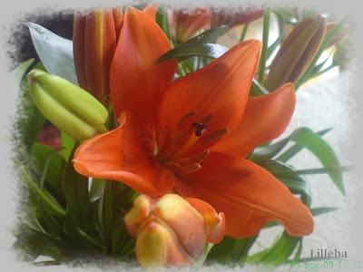 Vakre Blomster
