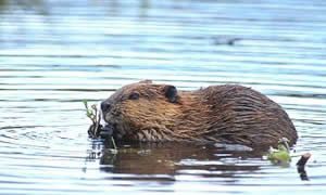 Beaver - Castor canadensis