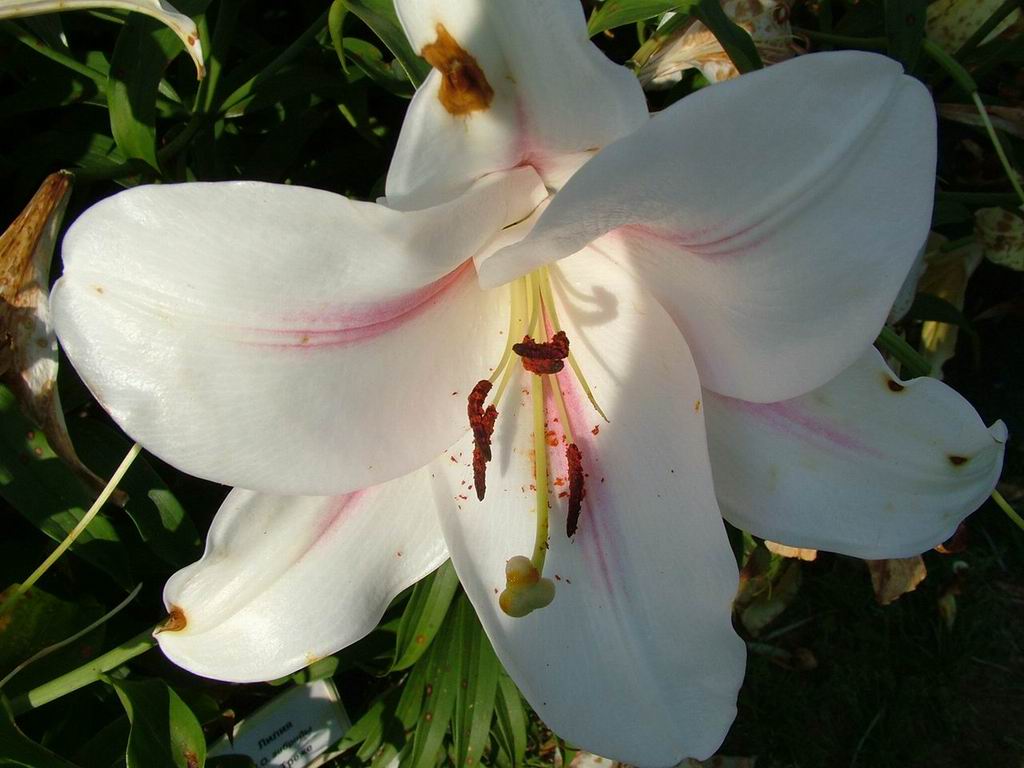 [lilium_candidum.jpg]