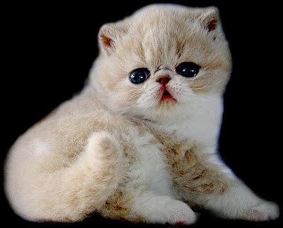 Kucing Exotic memiliki kemiripan sifat dengan kucing Persia, namun