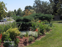 beautiful bushes
