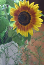 GIRASOLI