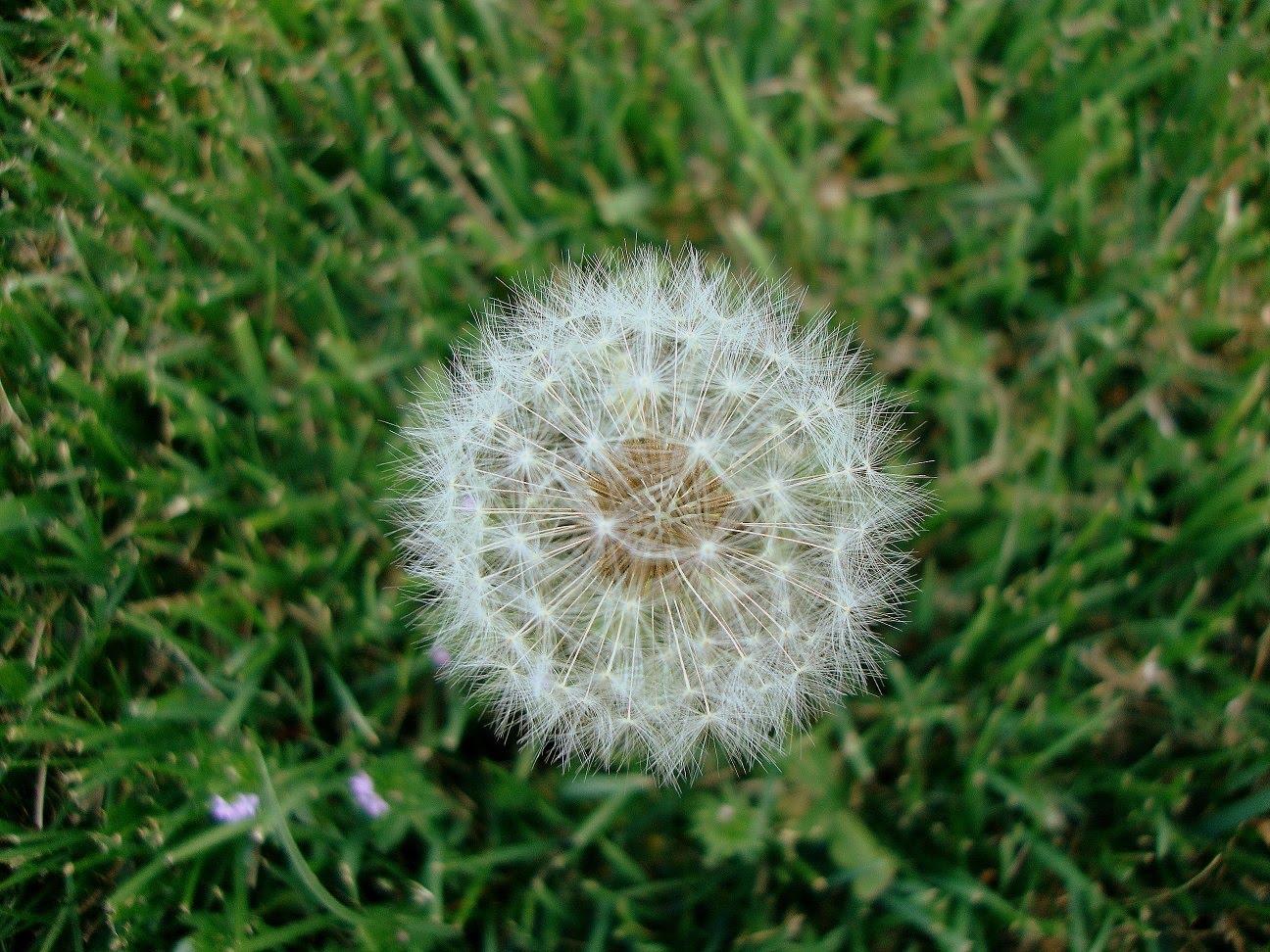 My Impressions Make a wish and blow the weed flower ! (Dandelion)