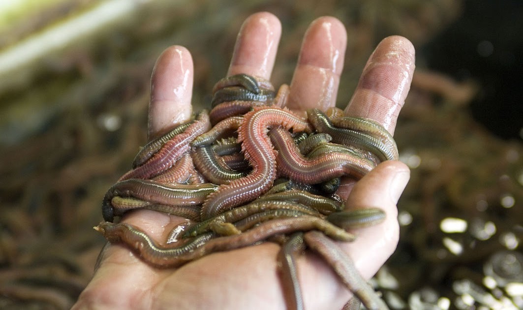 Krabbels Tekst & Beeld Zagers