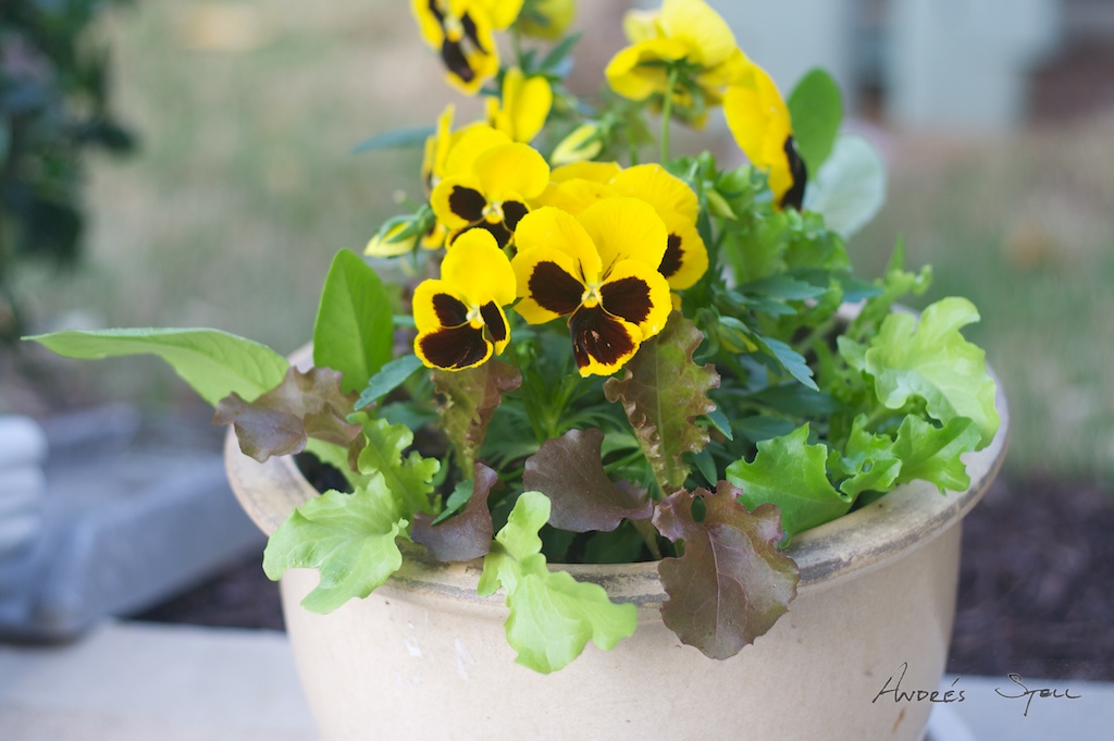 [Lettuce+Harvest+2009-05-04+(1).jpg]