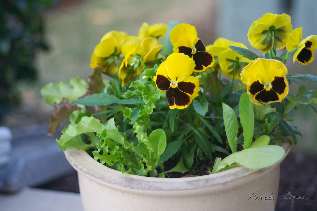 [Lettuce+Harvest+2009-05-04+(2).jpg]