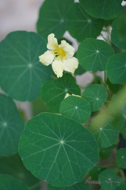 [Around+the+Garden+2009-05-09+(1).jpg]