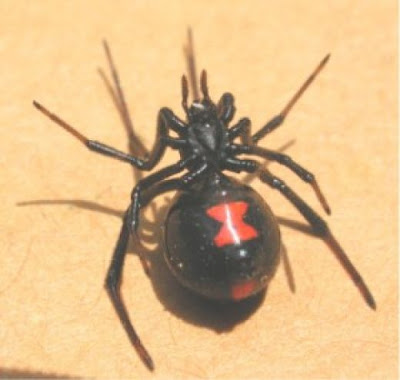  up-close and a bit blurry, the underside of a black widow spider.