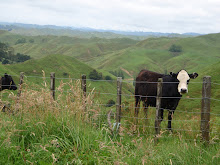 Il n'y a pas que des moutons en NZ !