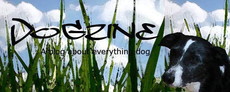 Dogzine - dog training and tales of my dogs from hull