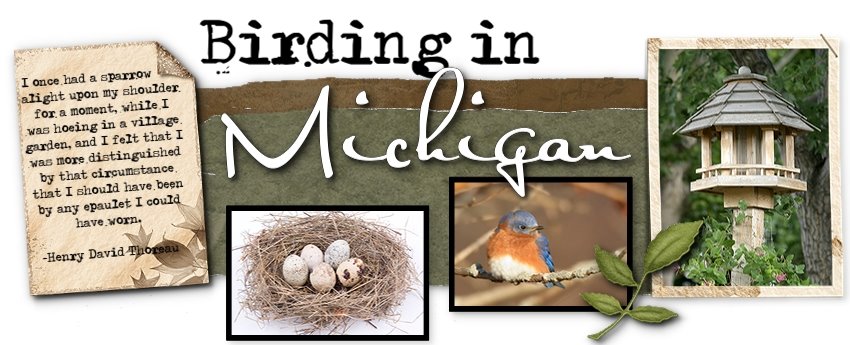 Birding In Michigan