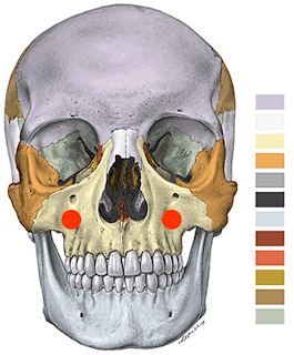 Anatomía Humana: Huesos de la Cara