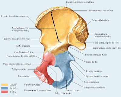 I lubrificanti aumentano del membro