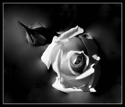 rosa+negra.jpg