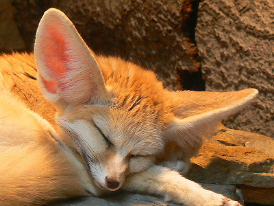 Fennec Fox Skull