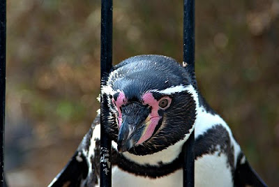 பெண் குயின் (Penguin) படங்கள். Penguin+behind+bars