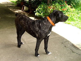 Zara - Propriedade Valesca Kleinowski