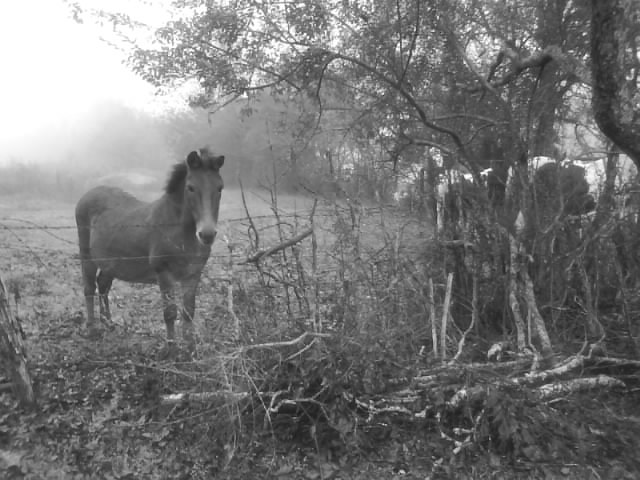 A Misty Morning