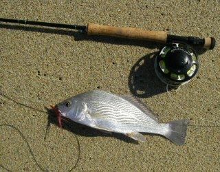[Blog+Croaker.jpg]