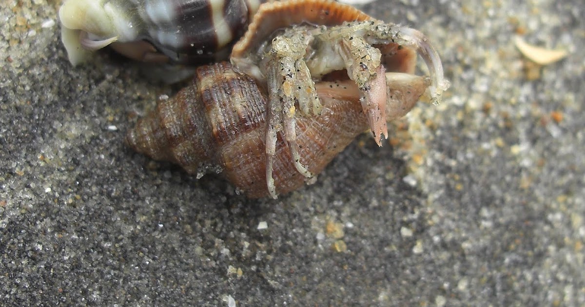 Photography & Me Hermit Crabs in Every Shell