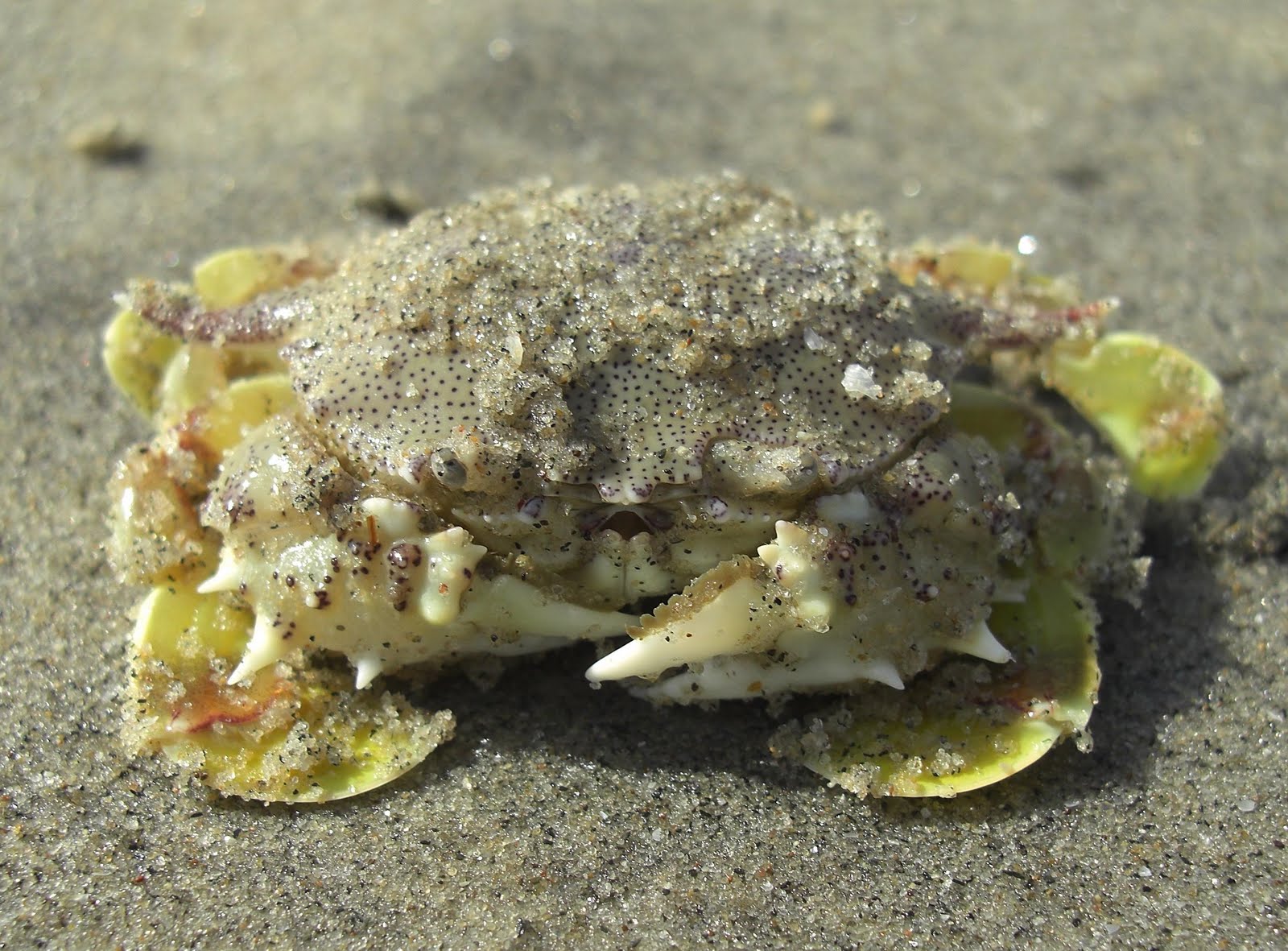Photography & Me The Sandy Yellow Crabs
