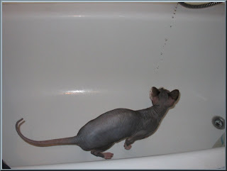 Dragonheart exploring the bath tub