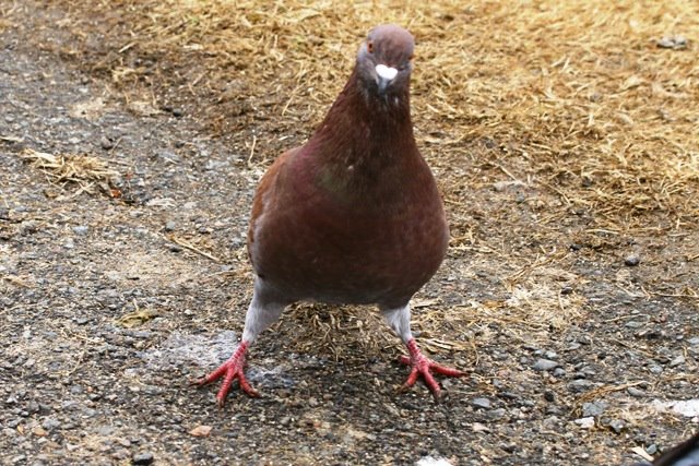 [brown+pigeon+10x0408+(3).JPG]