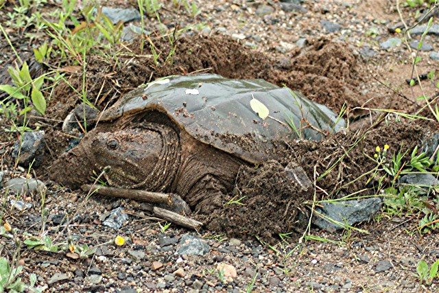 [snapping+turtle+laying+eggs.jpg]