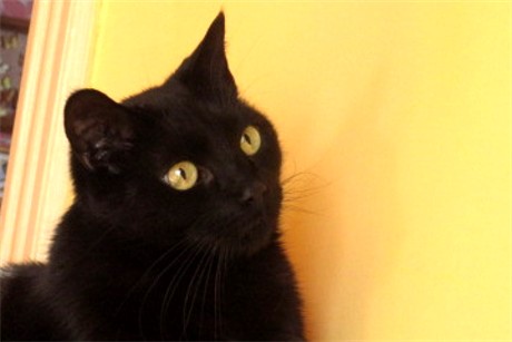 Mellow Eyes