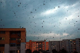 Swiftlet dark sky in Penang