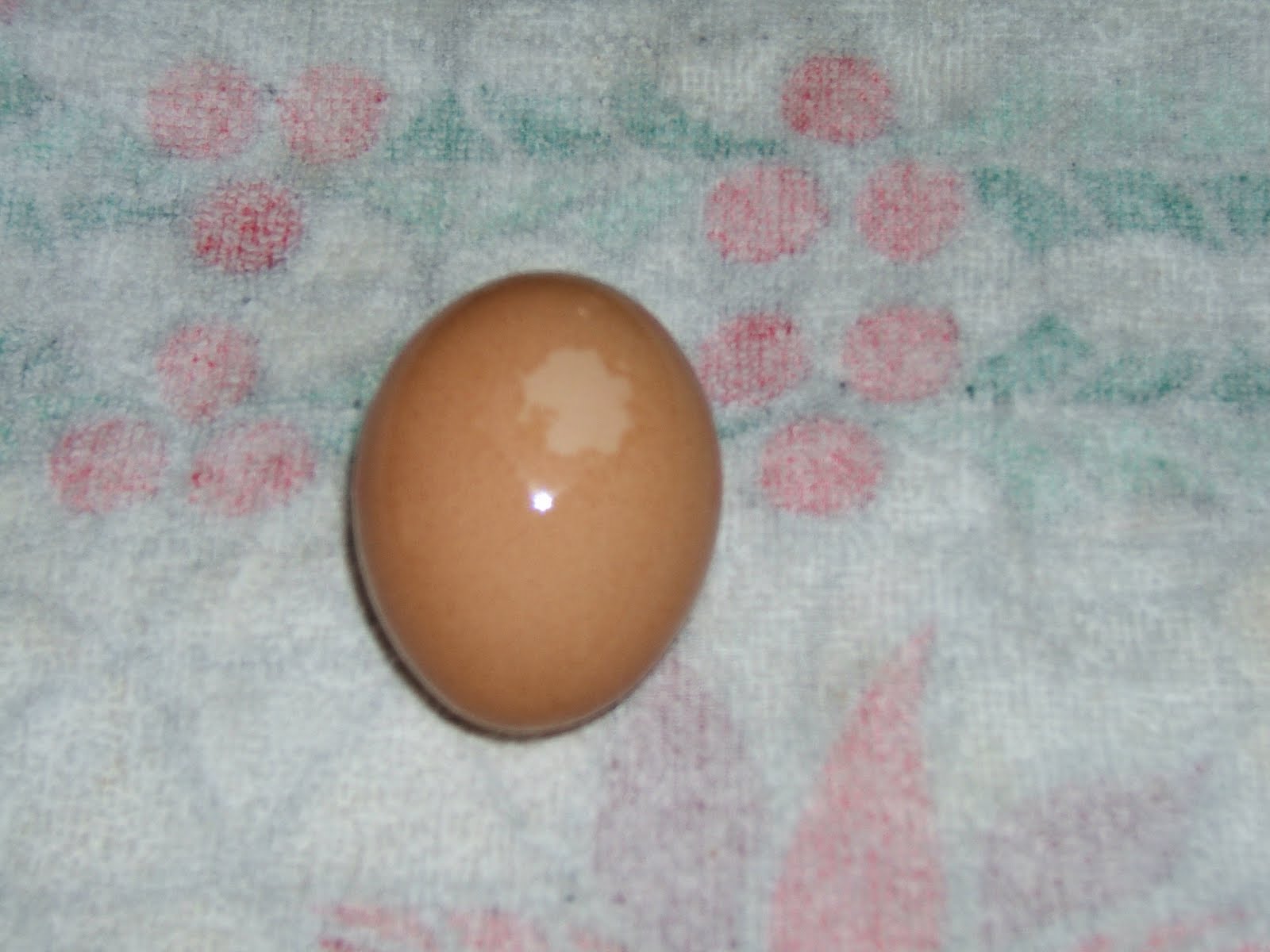 Fresh Eggs From Hen To House! Community Chickens