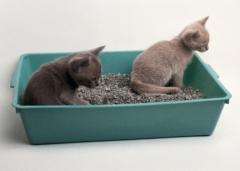 Mobility, Nursing Home Supplies and Care Products: Training a Kitten to