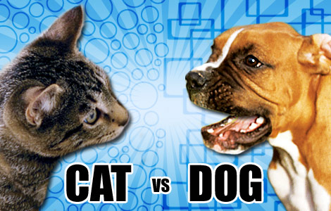 cat vs  dog intelligence