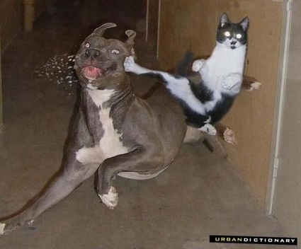 [Bild: cat+vs+dog2.jpg]