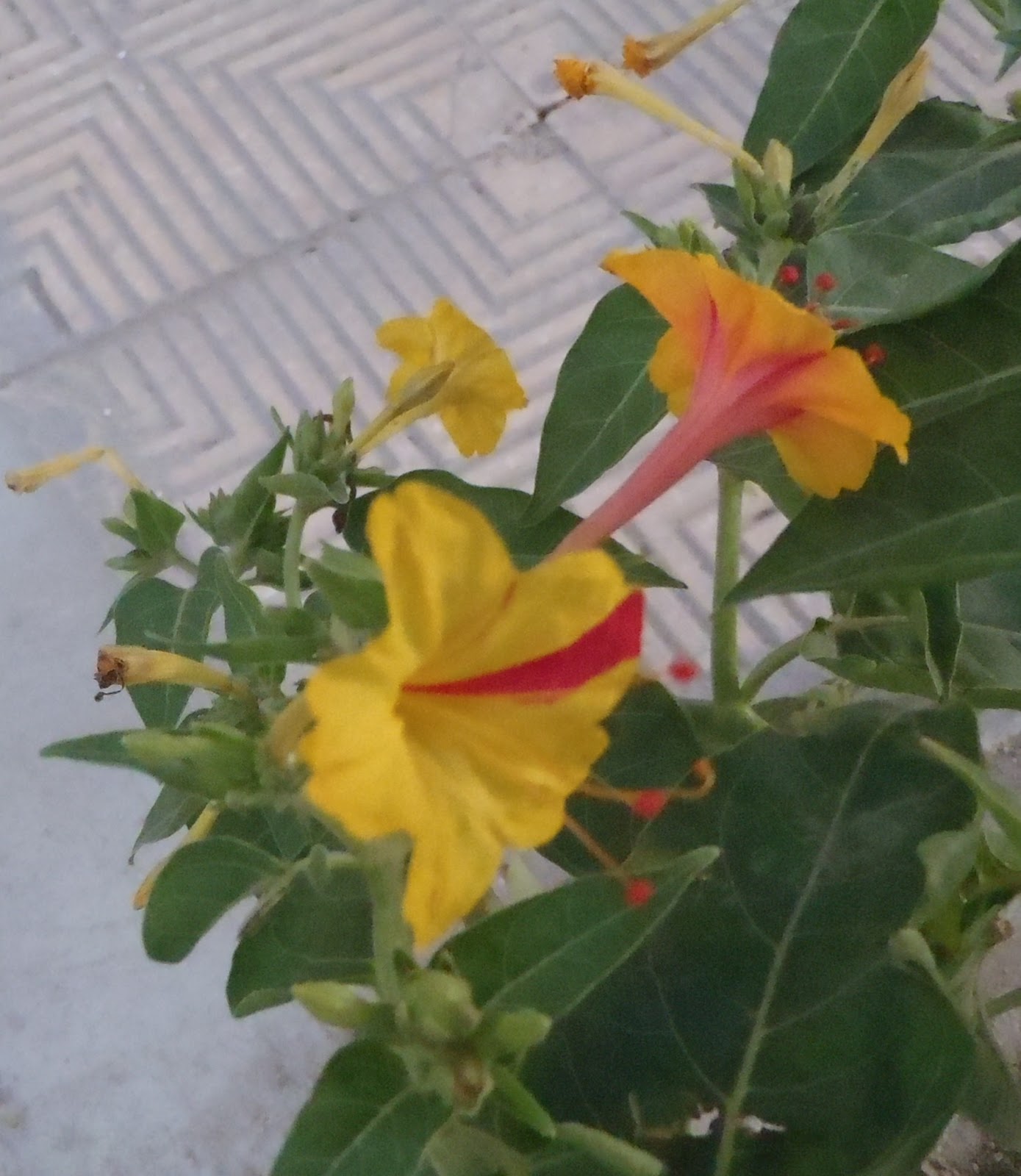 Plants in Egypt PLANTS IN ALEXANDRIA