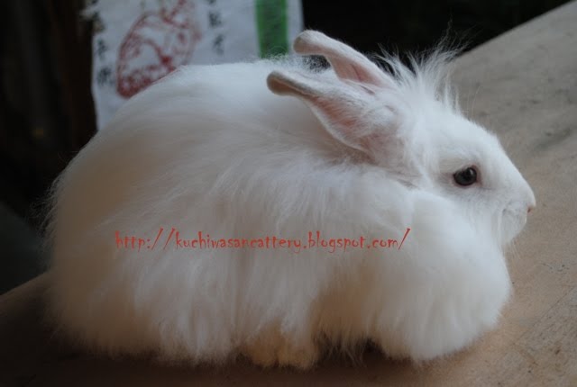 Arnab Angora