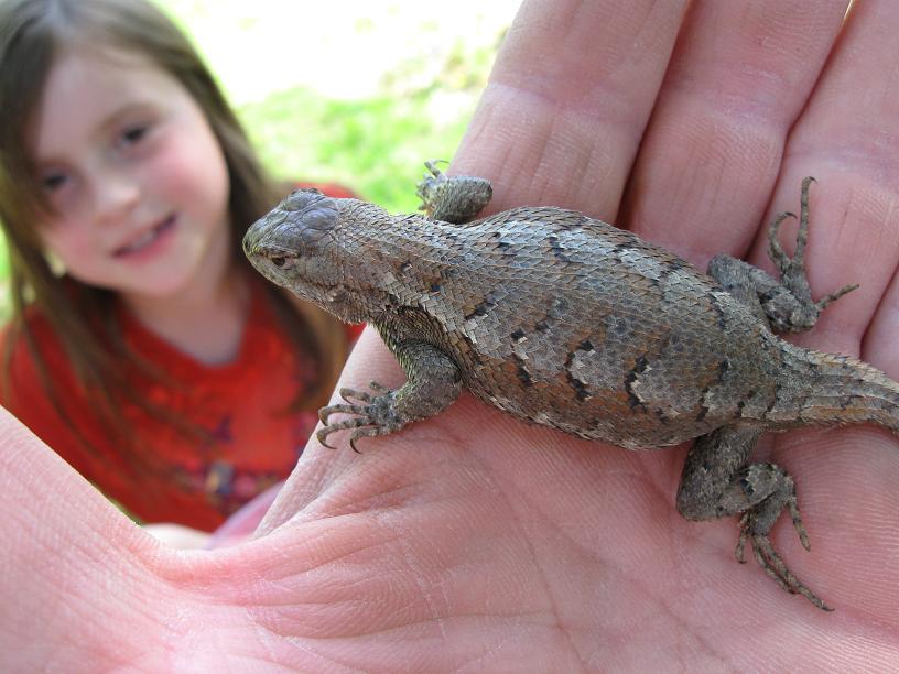 Matthew Fels Fat Lizard