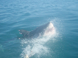 Breeching shark!