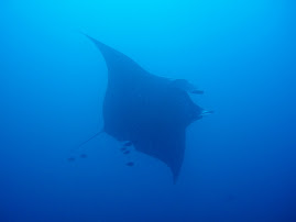 My first Manta!
