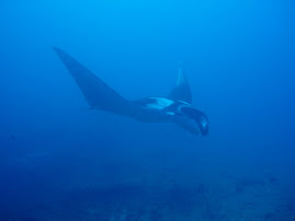 More Manta!