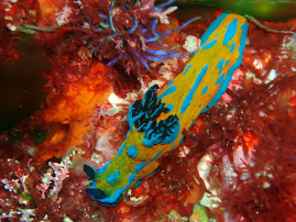 Nudibranch