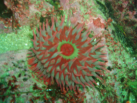Big Anemone!