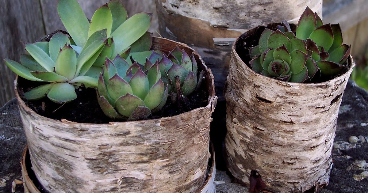 lily pottery loving much...and dreaming of...