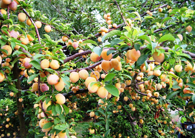 beloved trees, bumper crop