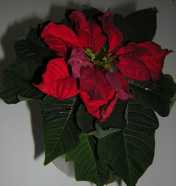 [ChristmasStar1(s).jpg]